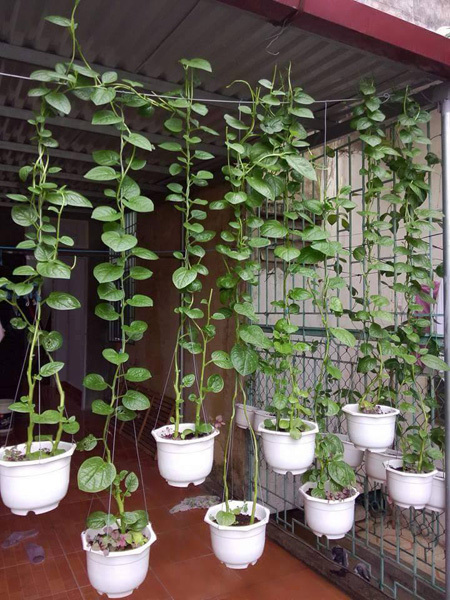 Trồng[-]nhiều[-]loại[-]rau[-]khác[-]nhau[-]với[-]diện[-]tích[-]15[-]m2